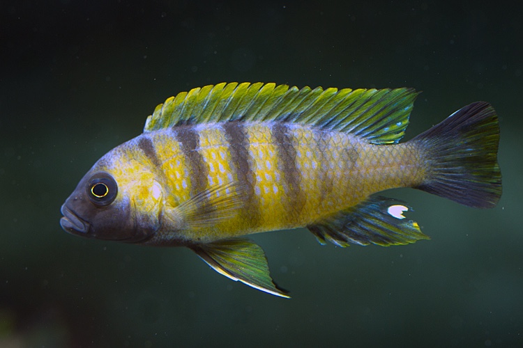 Maylandia sp. 'mbweca'